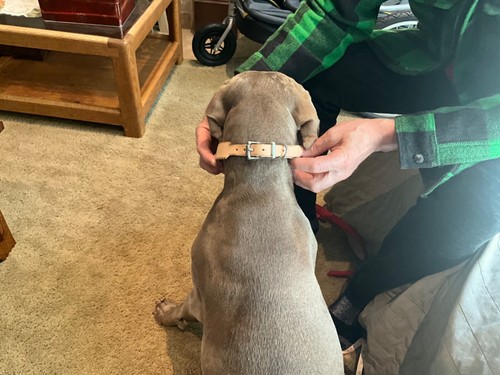 Quality leather dog - leather, collar
